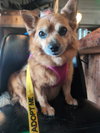 Sassy #7 — Aurora, CO Adoption
