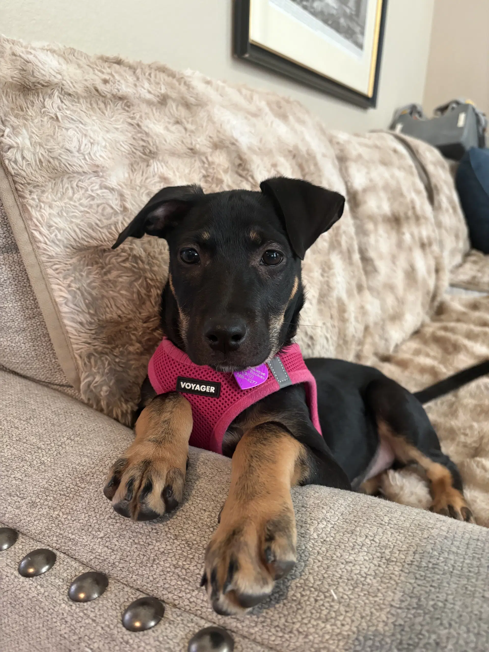 Brenda - Labrador Retriever