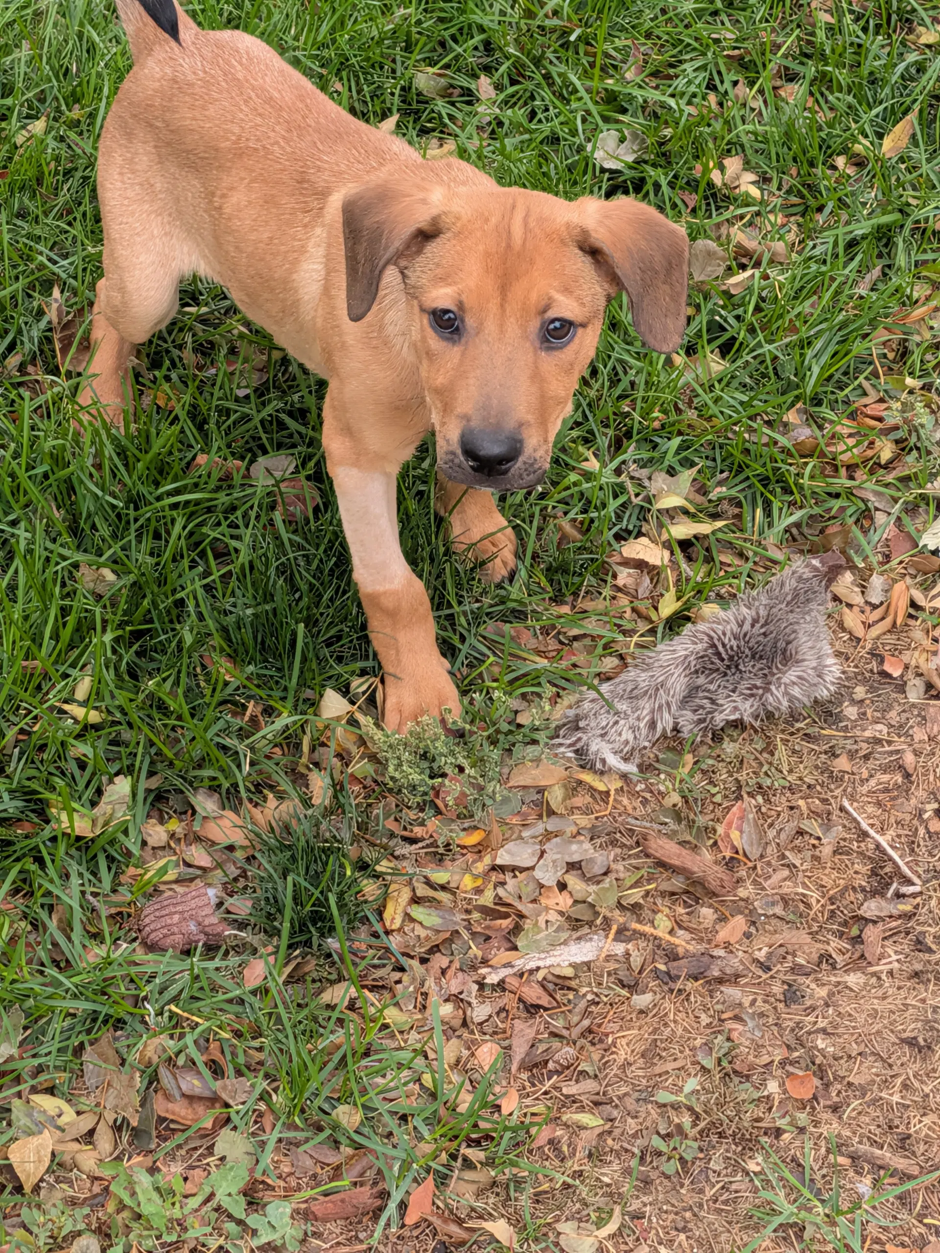 Benzo - Labrador Retriever