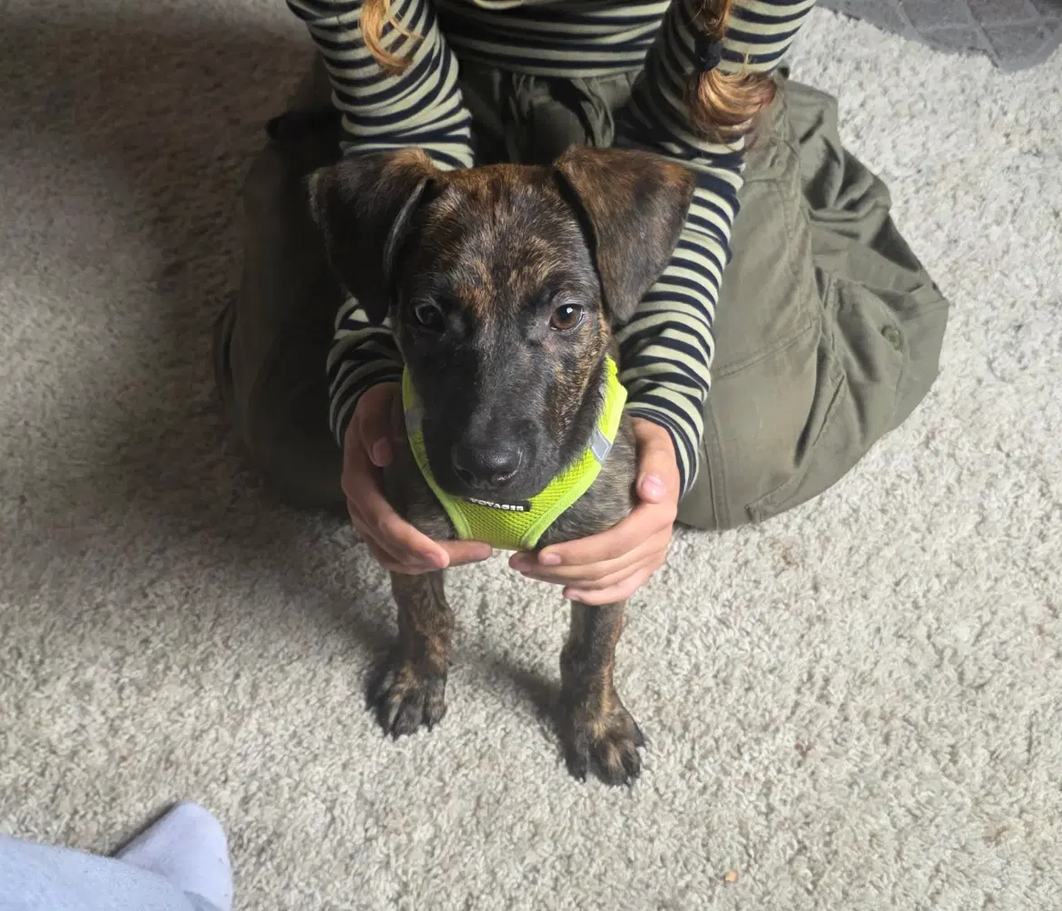 Bentley - Labrador Retriever
