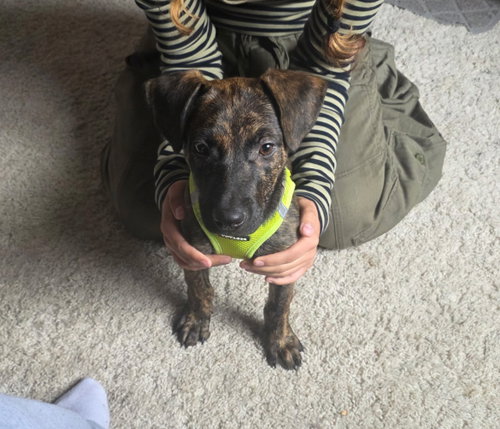 Bentley #4, a dog for adoption from Animal Rescue of the Rockies