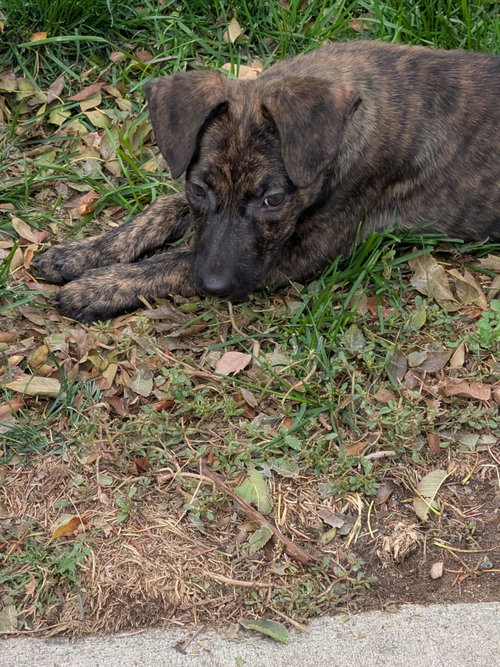 Photo 3 of Bentley #4