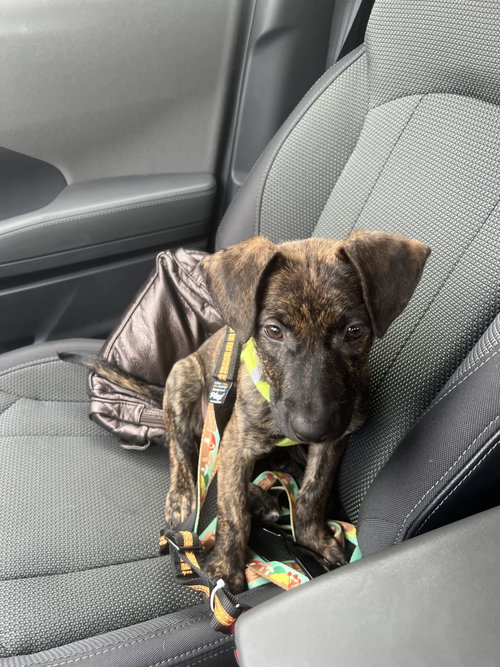 Photo 4 of Bentley #4