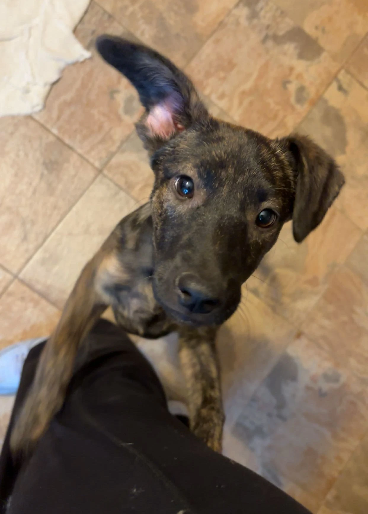 Bindi