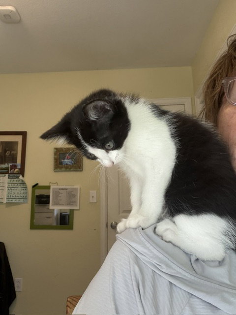 Yin, Domestic Short Hair (short coat)