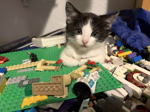 Holstein, Domestic Short Hair (short coat)