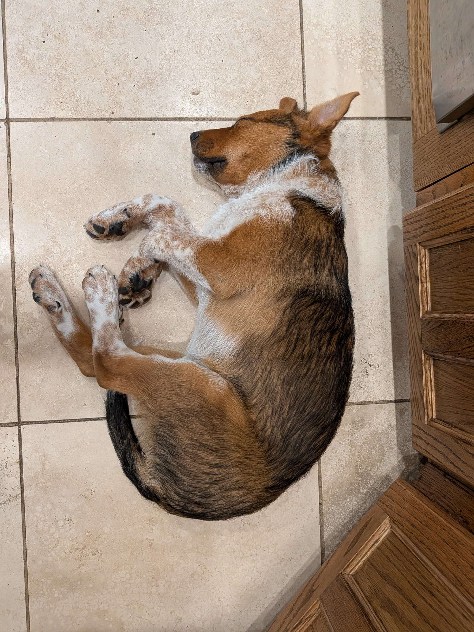 Ellie #7, photo 2