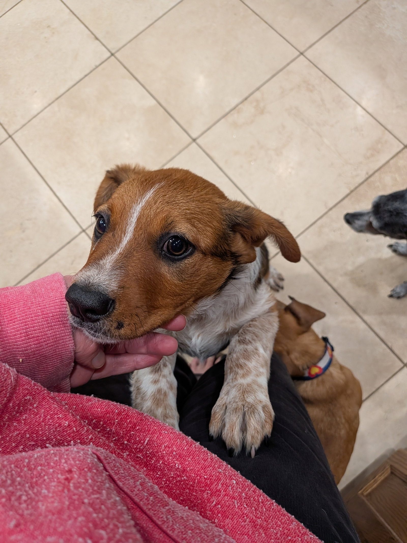 Ellie #7, photo 3