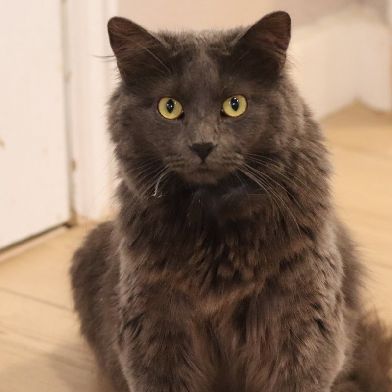 Atomic Kitten, up for adoption near Denver, CO