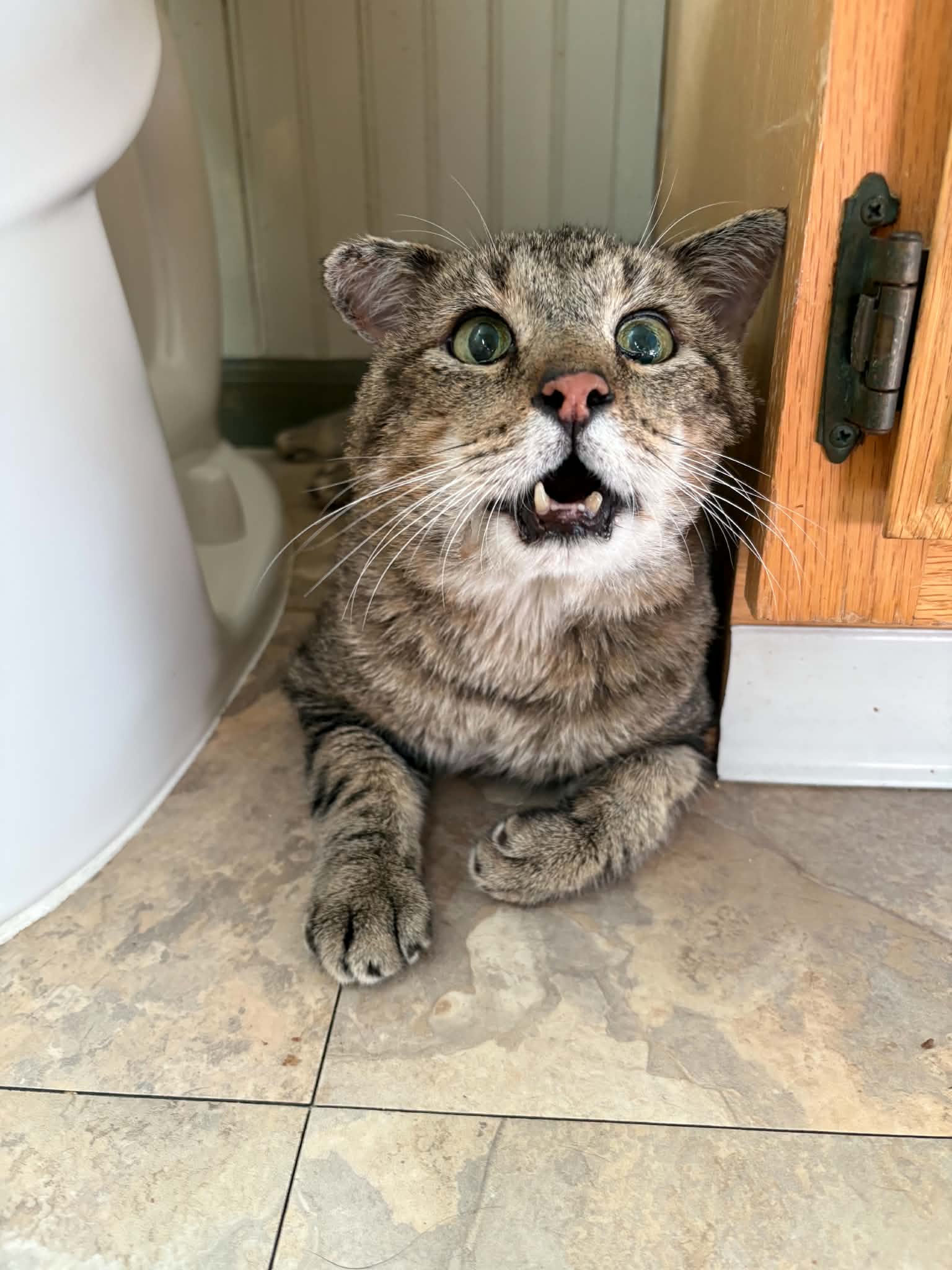 Mr Cheeks