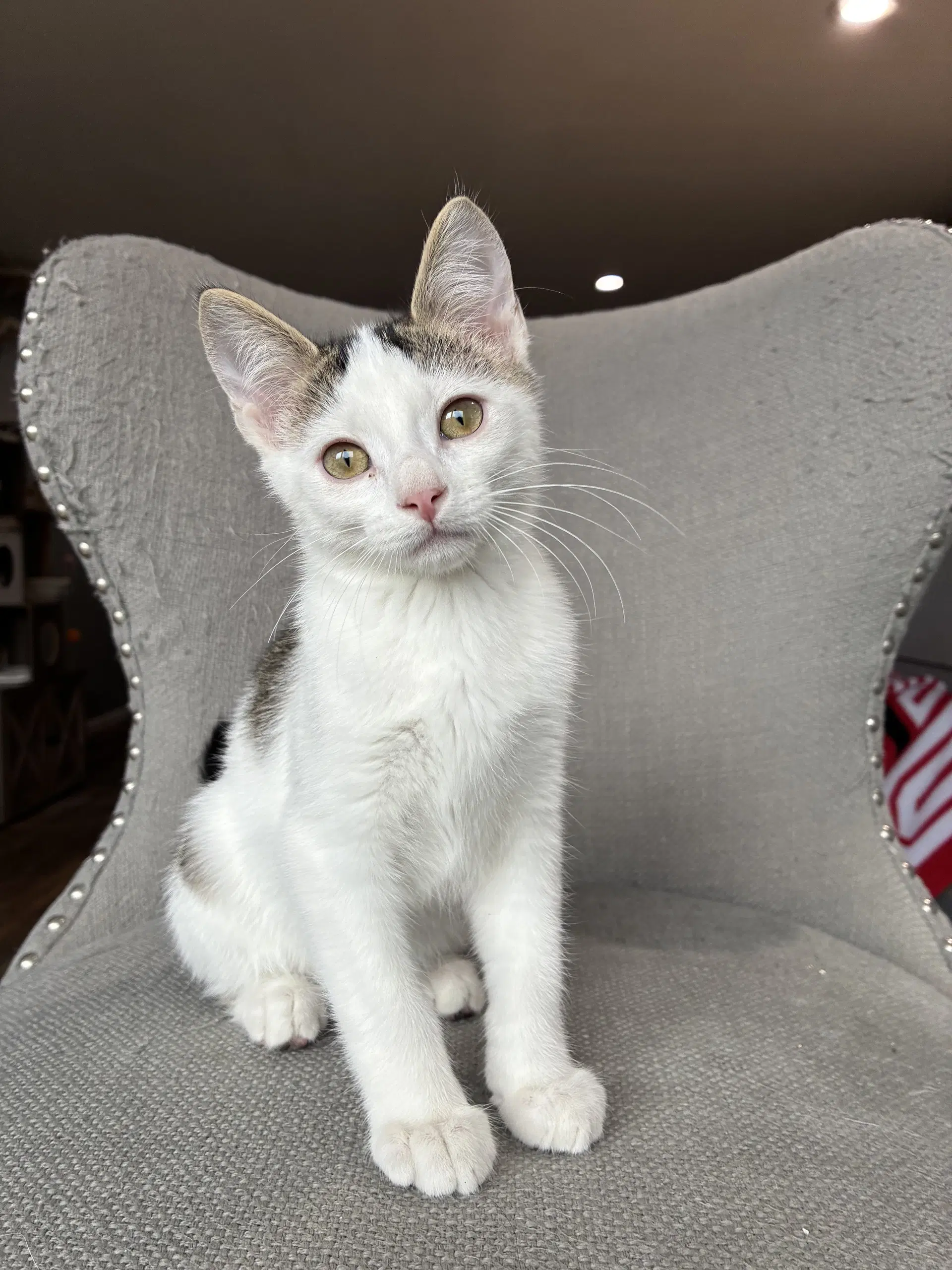 Sideburns - Domestic Short Hair