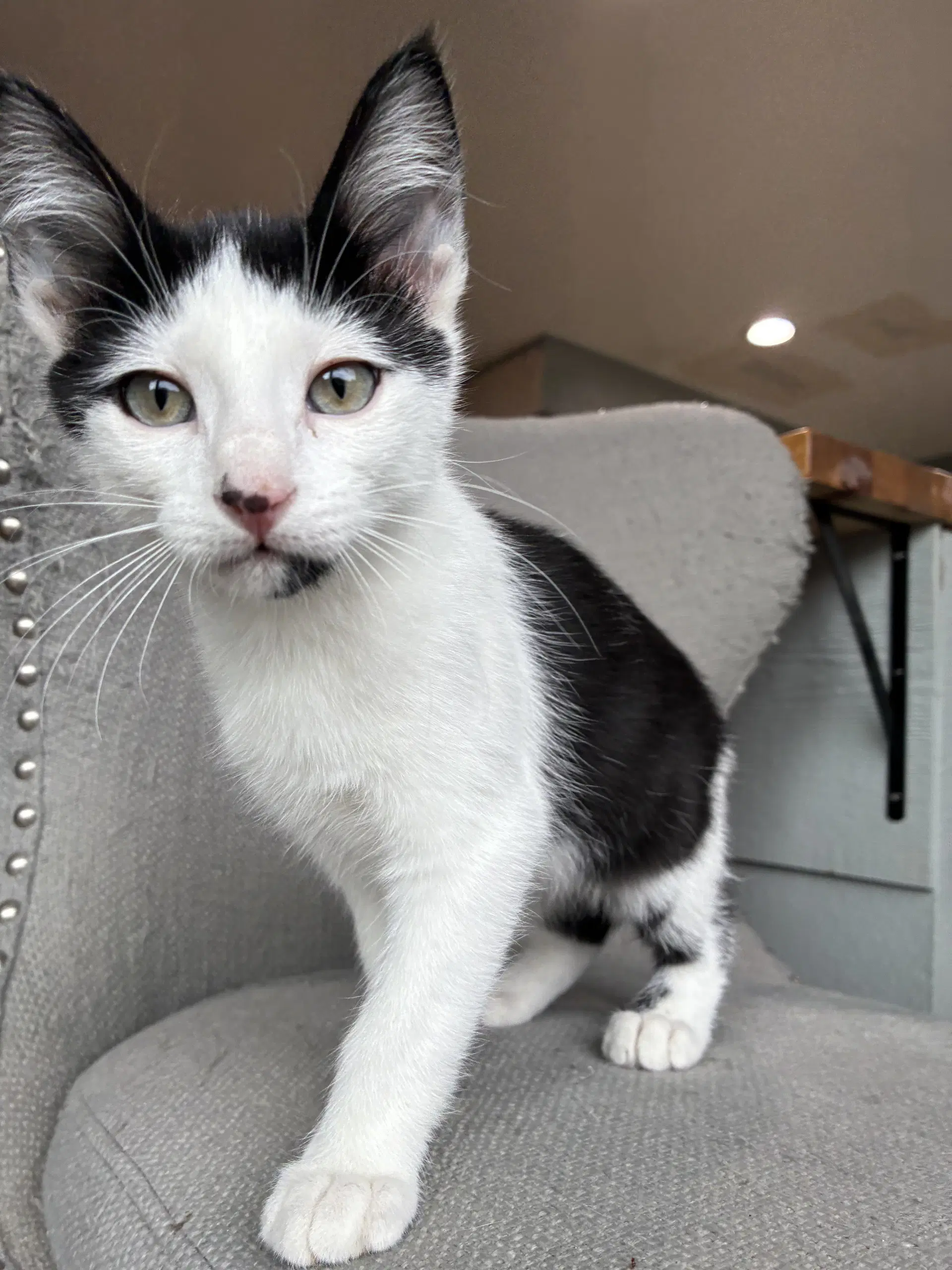 Soul Patch - Domestic Short Hair