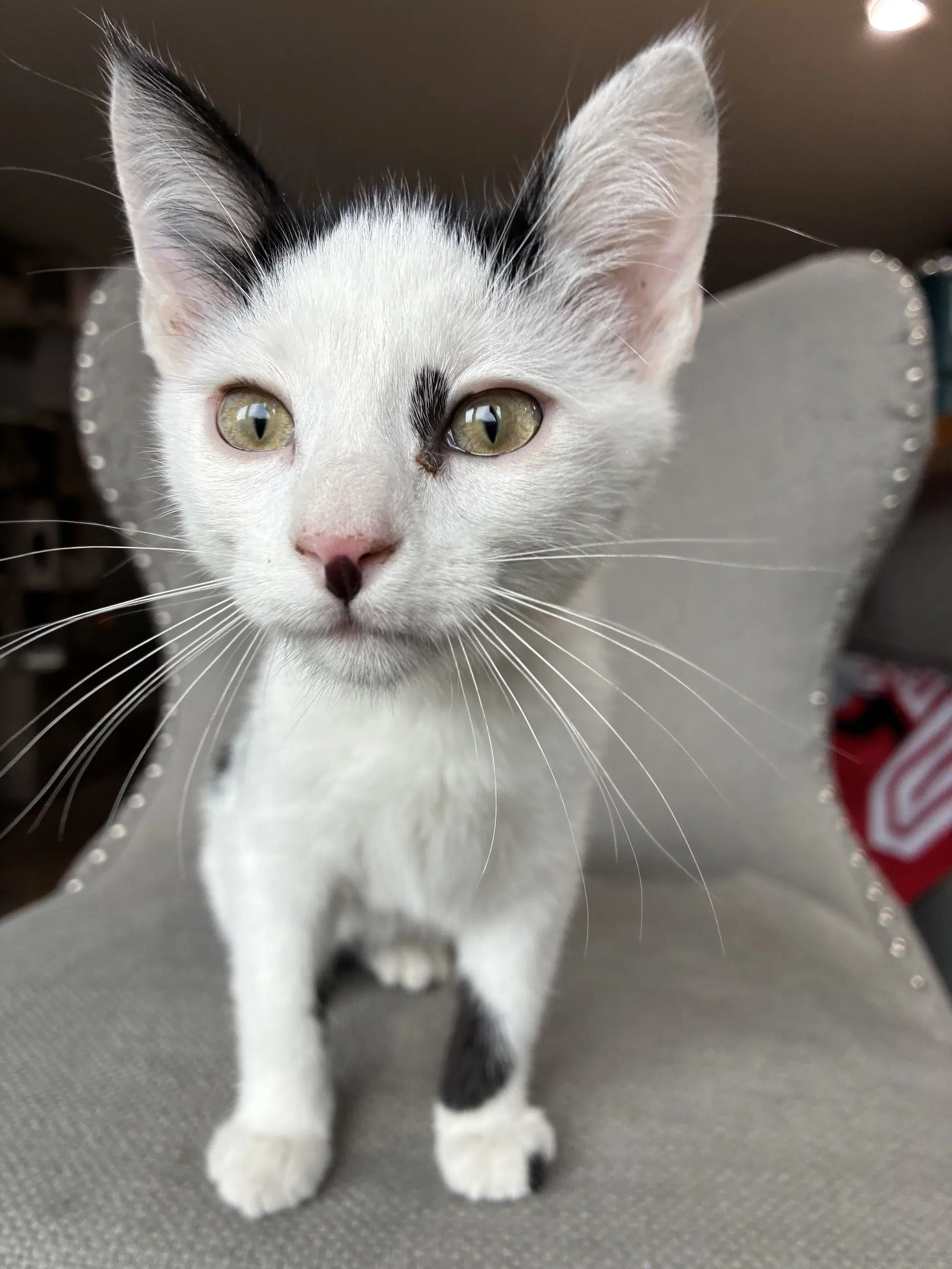 Combover - Domestic Short Hair
