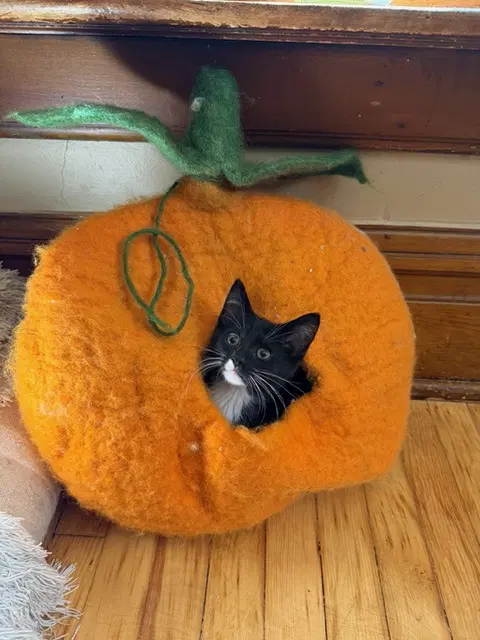 Whisk - Domestic Short Hair