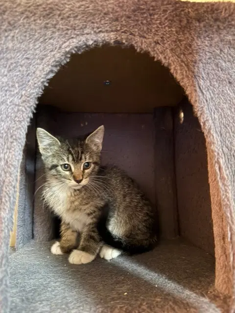 Colander - Domestic Short Hair