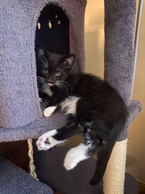 Spatula - Domestic Short Hair