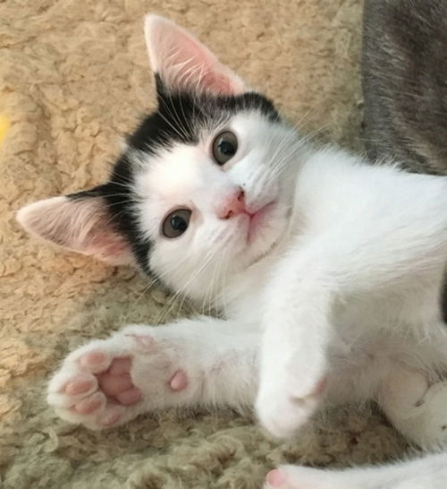 Oreo
