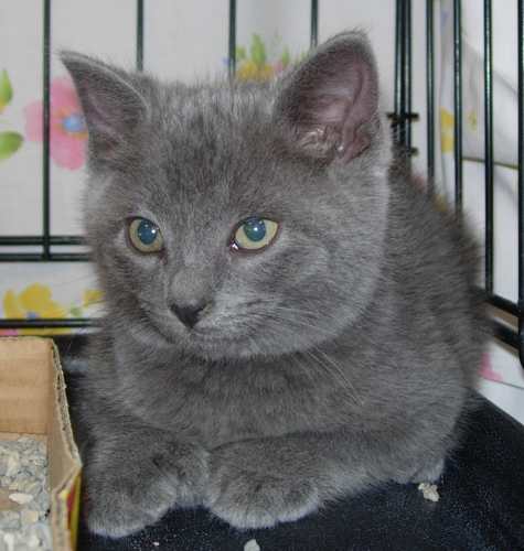 Mittens
