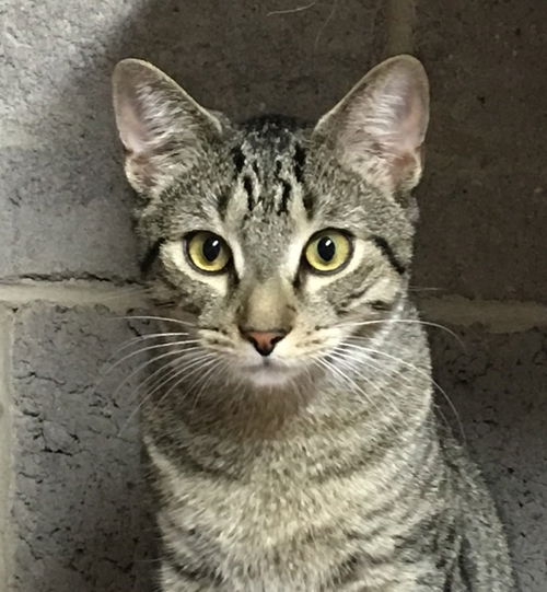 Jeffrey
