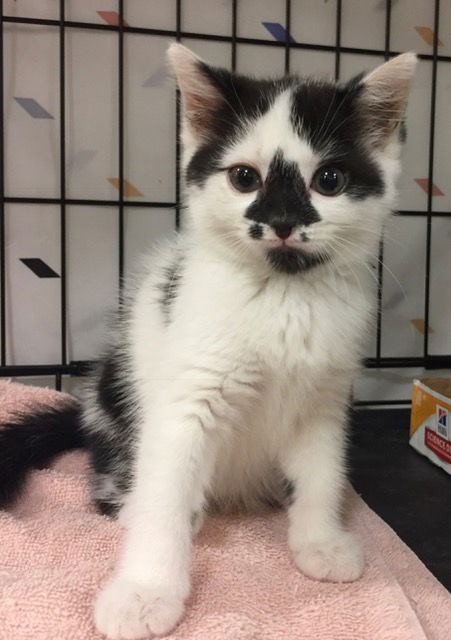 Penelope