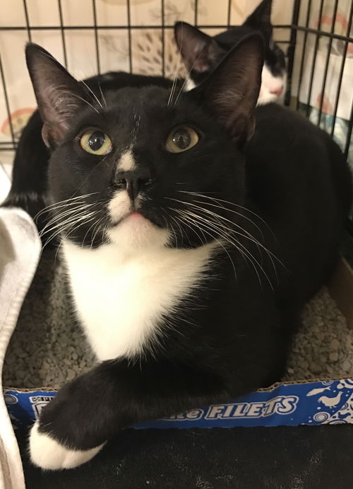 Vinnie