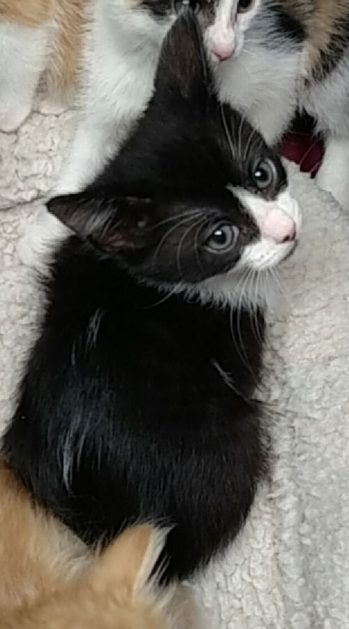 Owen