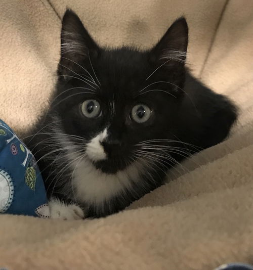 Owen