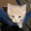 Opie