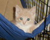Opie