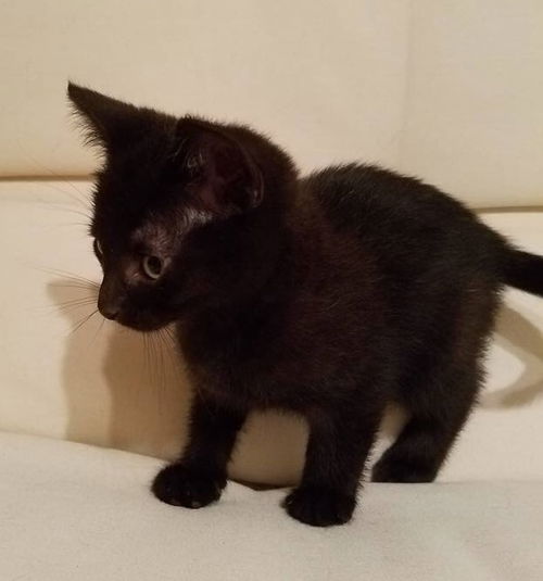 Onyx