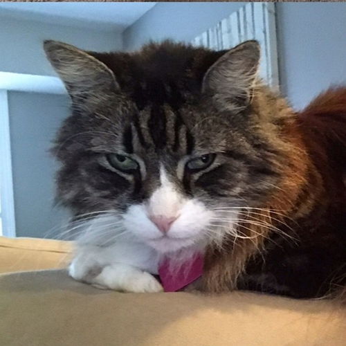 Kitty