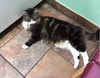 Kitty