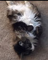 Kitty