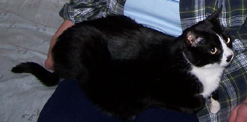 Oreo