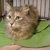 Jolene