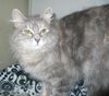 Jolene