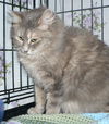 Jolene