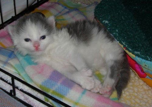 Kit Kat