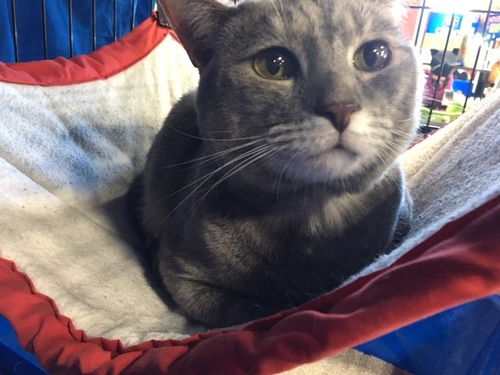 Gracie