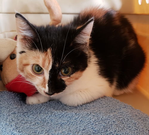 Scarlet