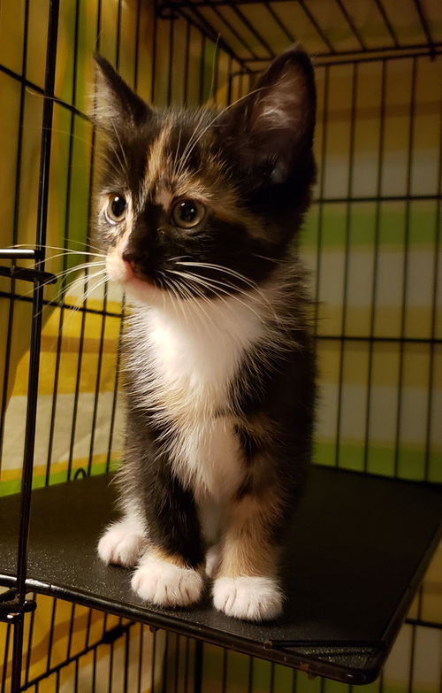 Ember