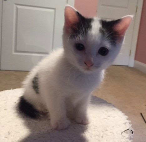 Artemis