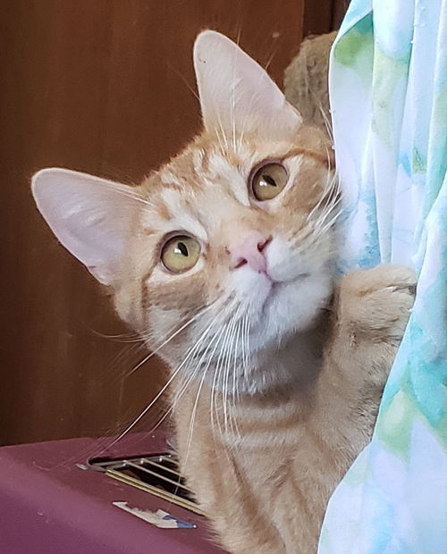 Logan