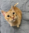 Morris