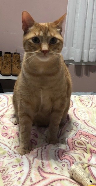 adoptable Cat in Furlong, PA named Morris-Special Needs