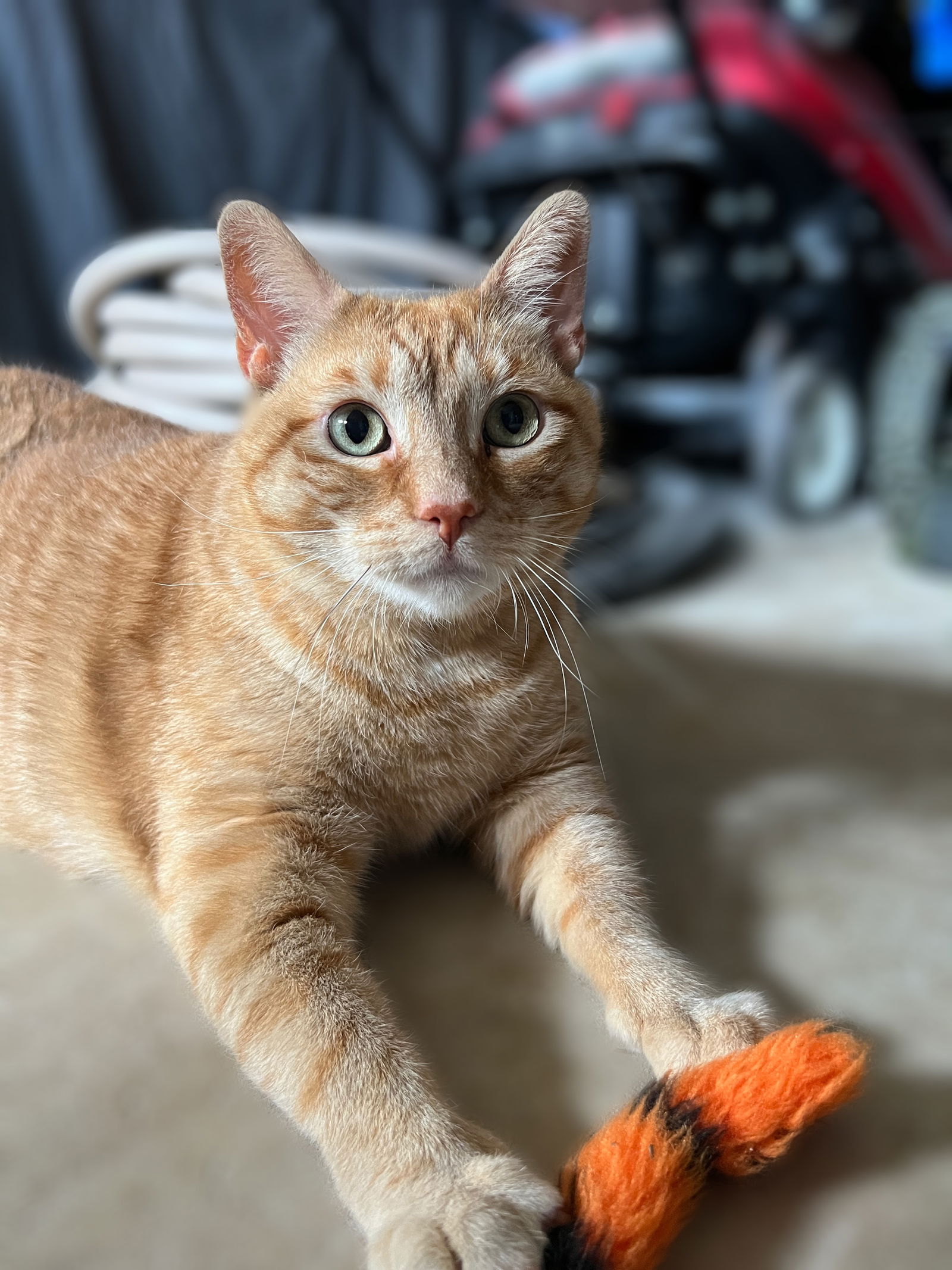 adoptable Cat in Furlong, PA named Morris-Special Needs