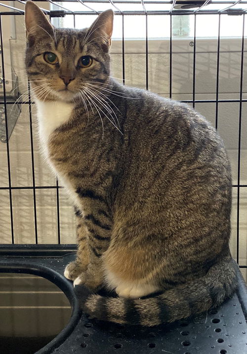 Snaggle-Puss-Barn Cat