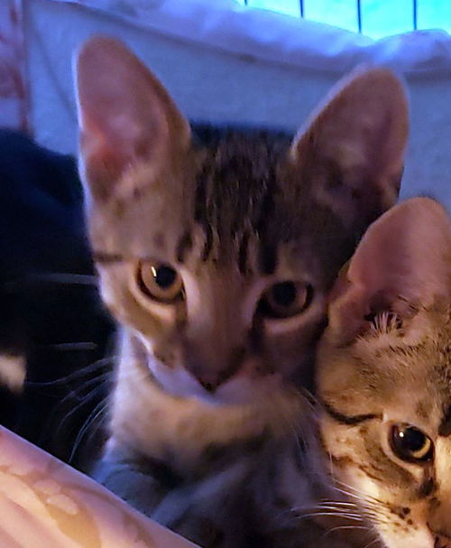 Freya