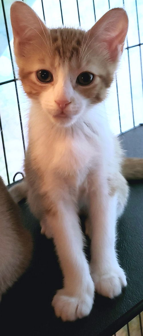 Linus