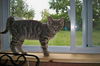 Josie